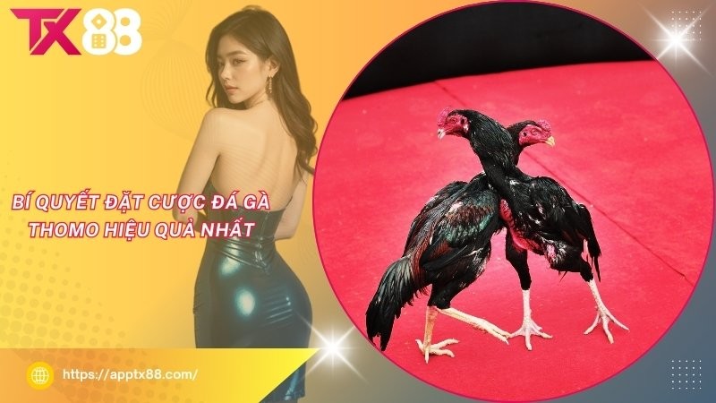 Bí quyết đặt cược đá gà Thomo hiệu quả nhất Bí quyết đặt cược đá gà Thomo hiệu quả nhất
