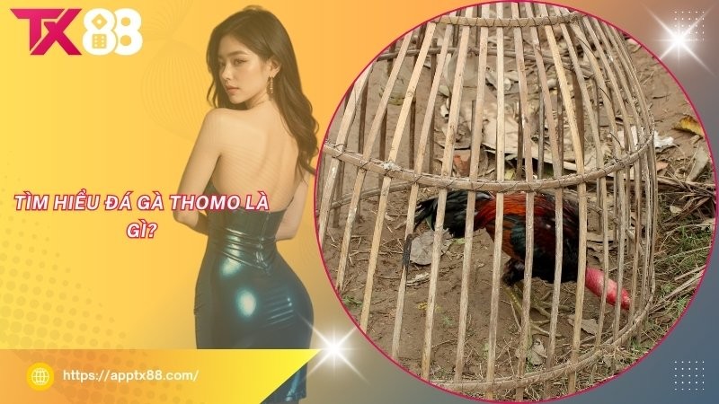 Tìm hiểu đá gà Thomo là gì? Tìm hiểu đá gà Thomo là gì?